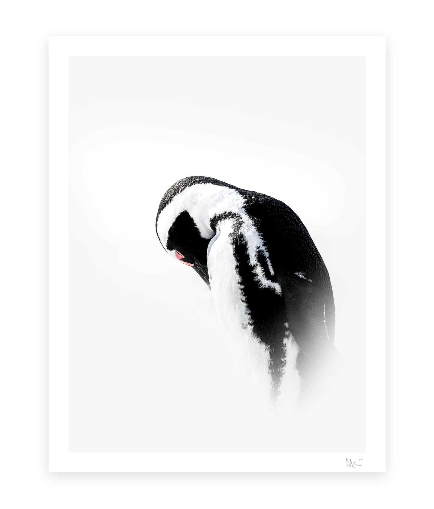 Cape Penguin