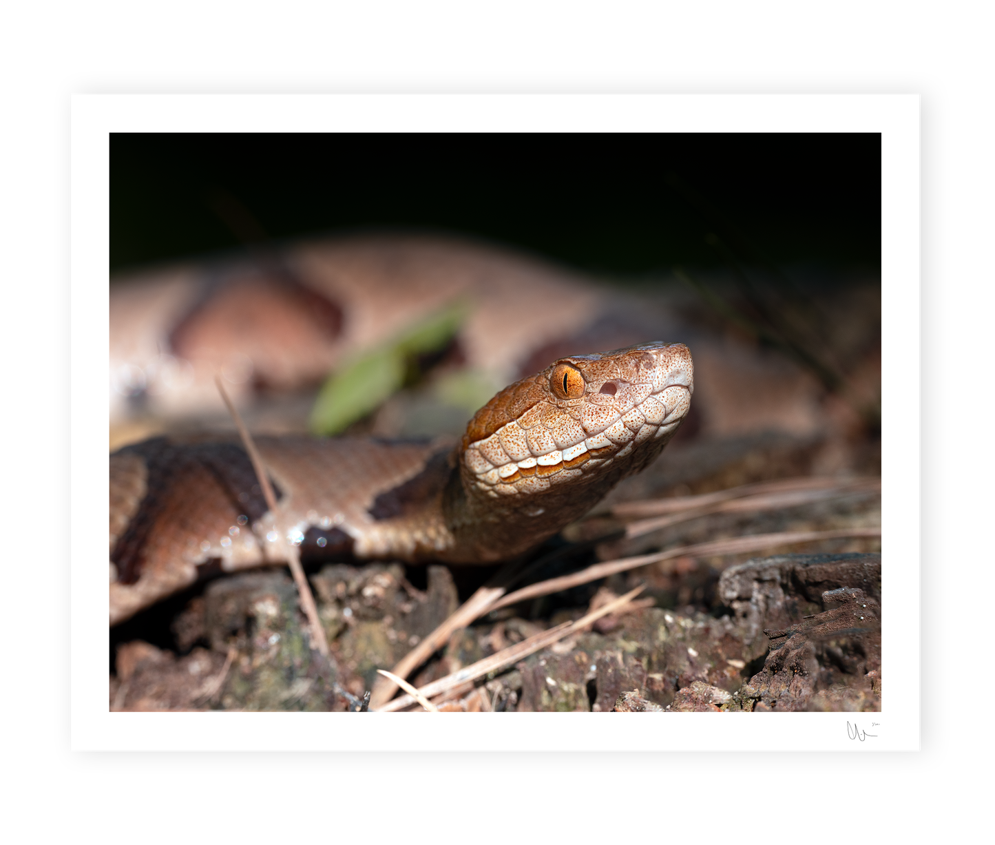 Copperhead