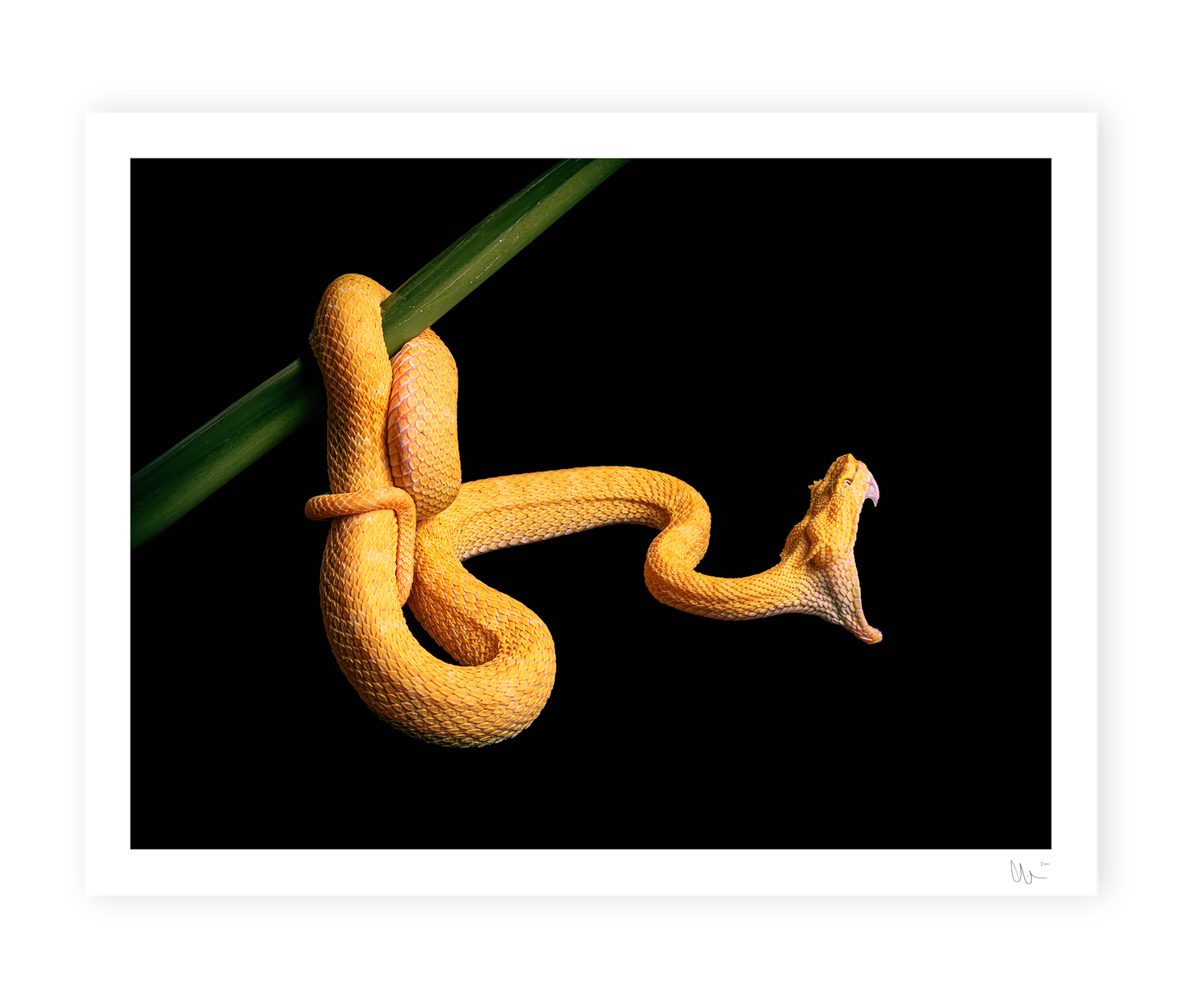 Eyelash pit viper 2