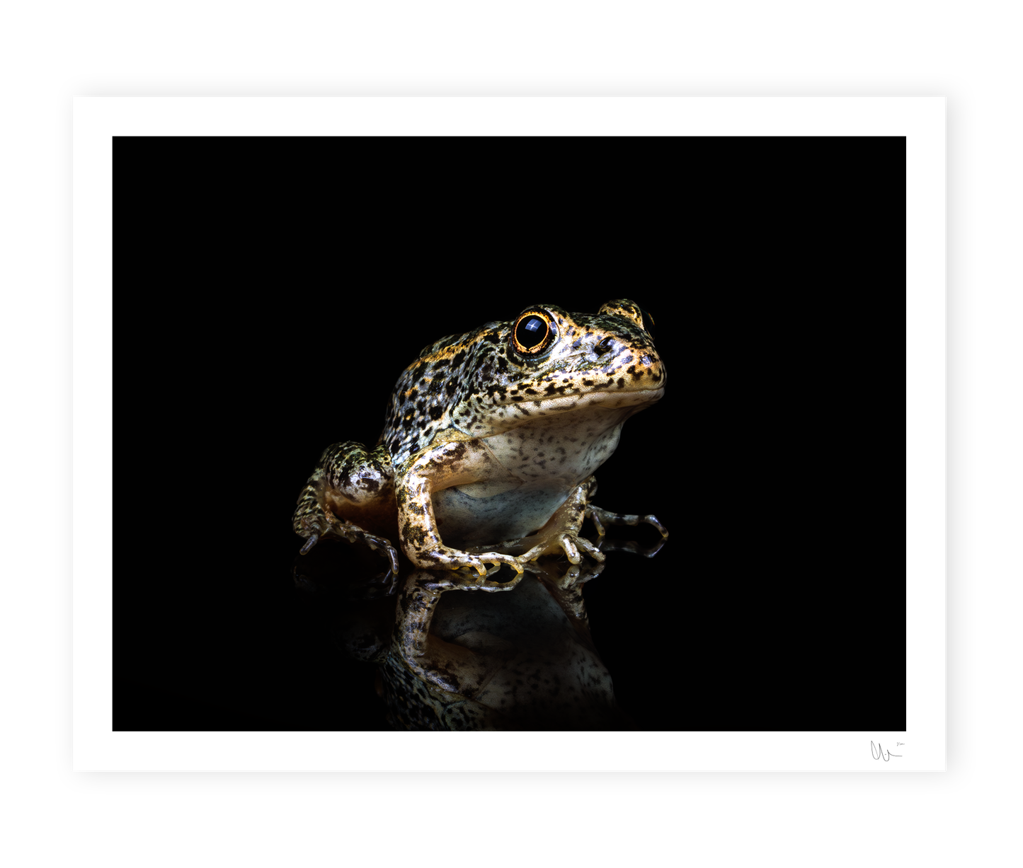 Gopher Frog