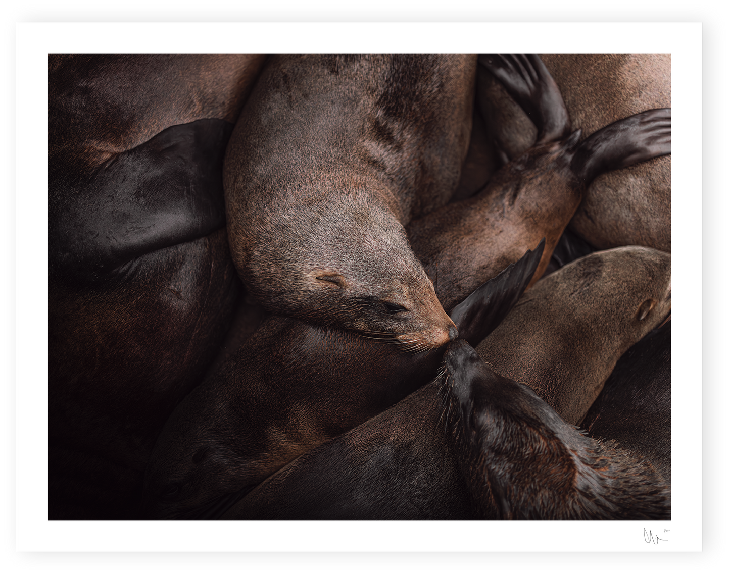 Kissing Sea Lions