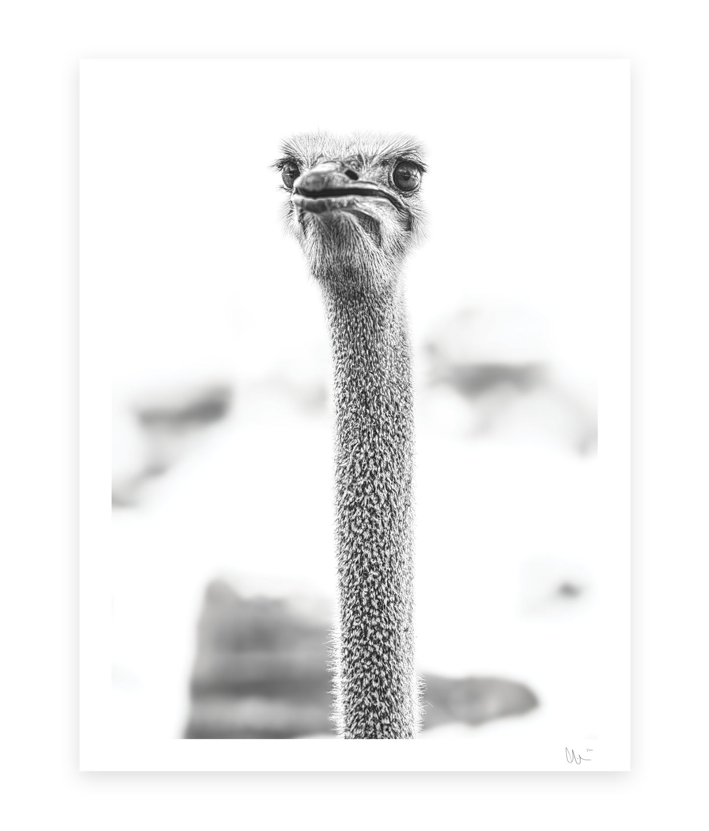 Ostrich