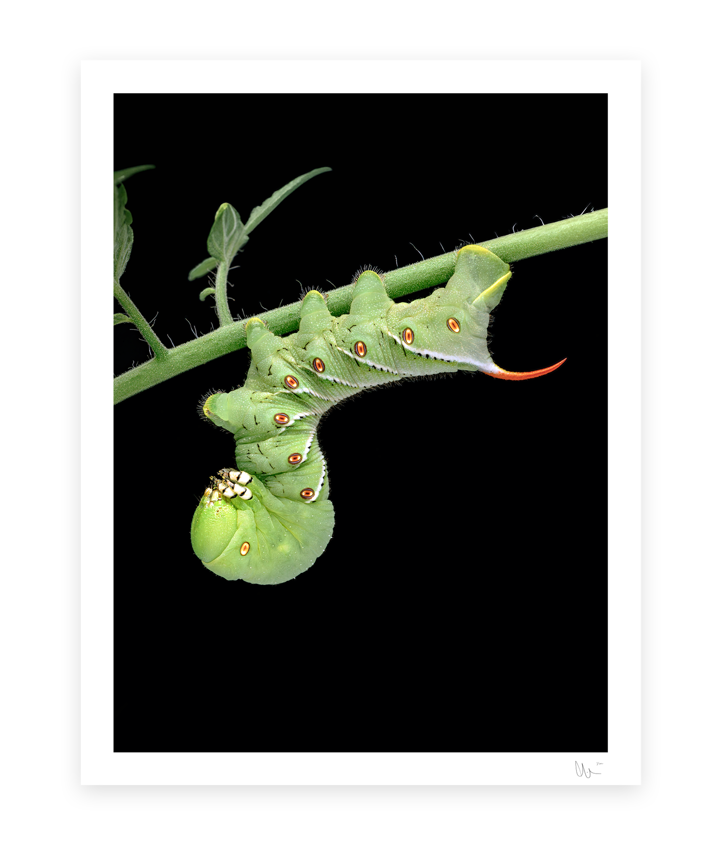 Tobacco Hornworm