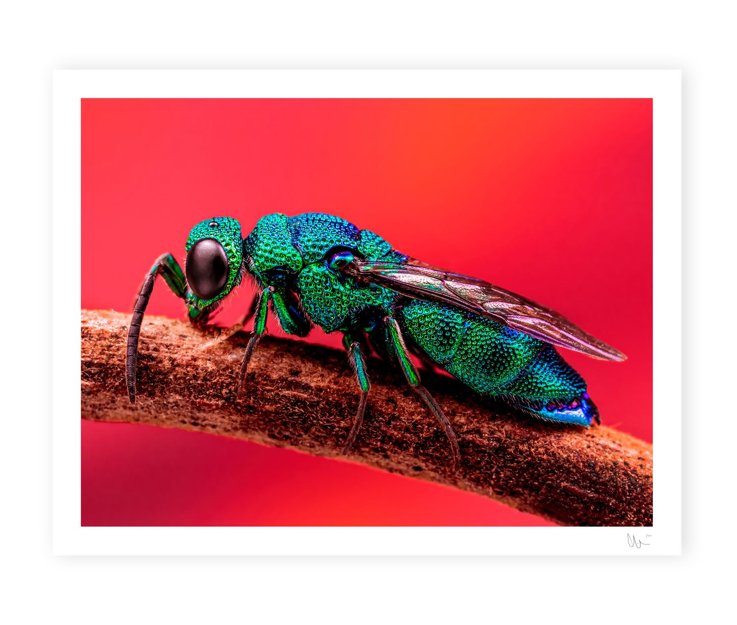Cuckoo Wasp