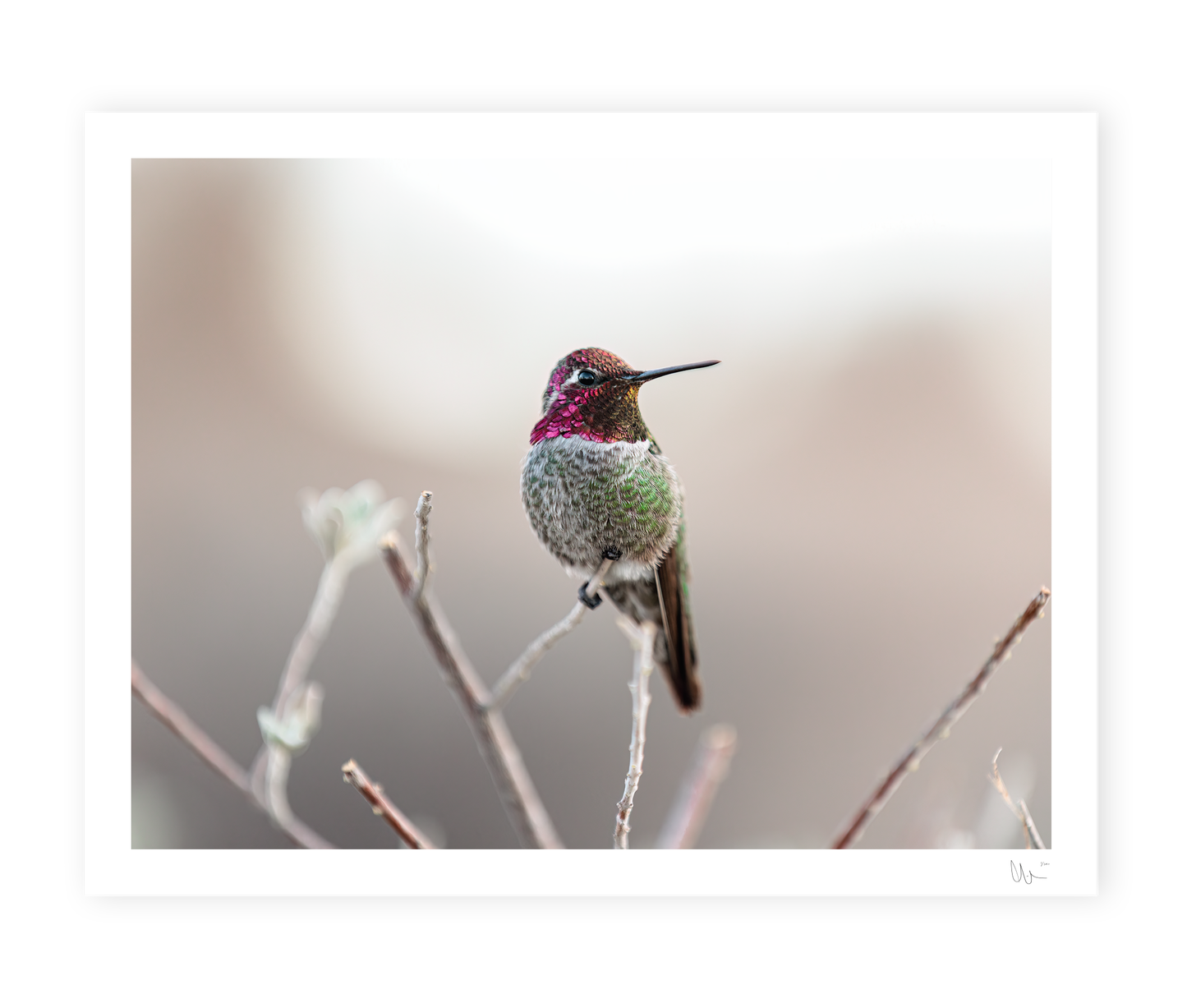 Anna's Hummingbird