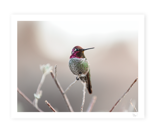Anna's Hummingbird