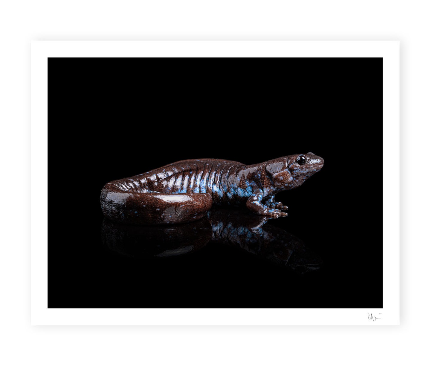 Blue Spotted Salamander