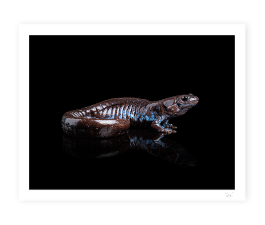 Blue Spotted Salamander