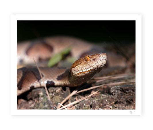 Copperhead