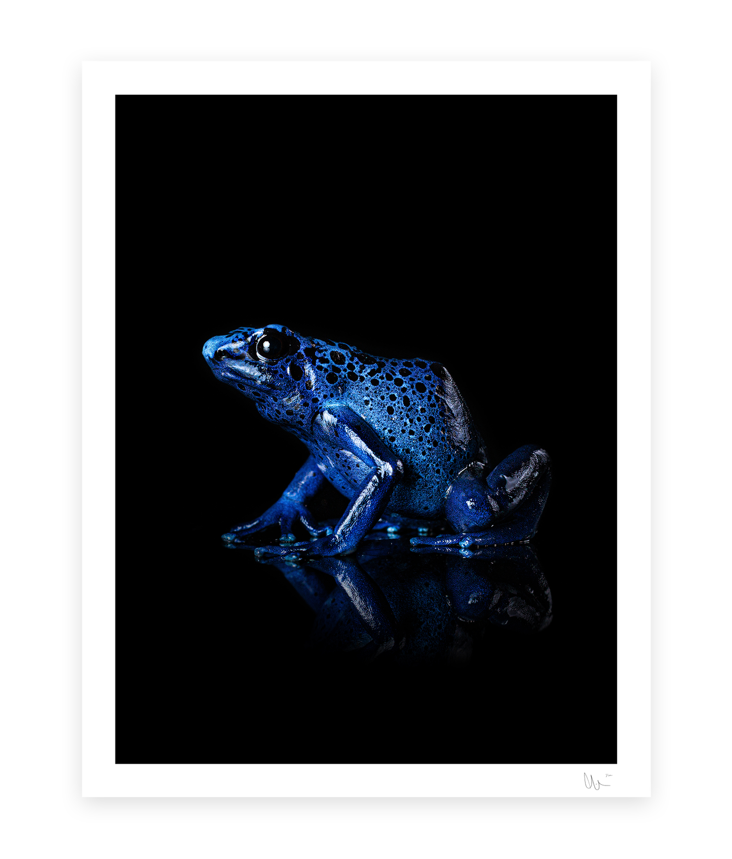 Blue poison dart frog (azureus)