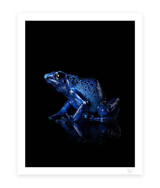 Blue poison dart frog (azureus)