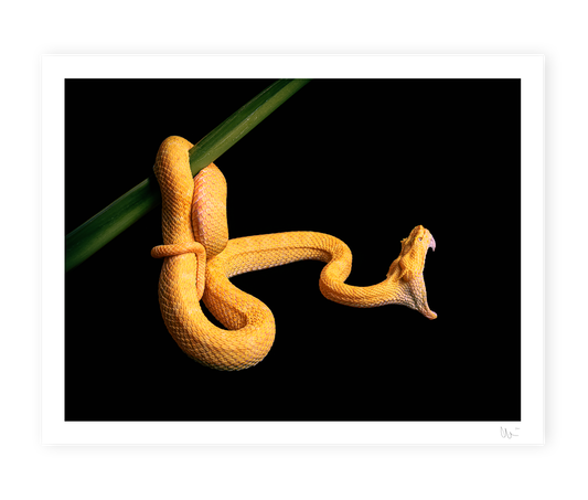 Eyelash pit viper 2