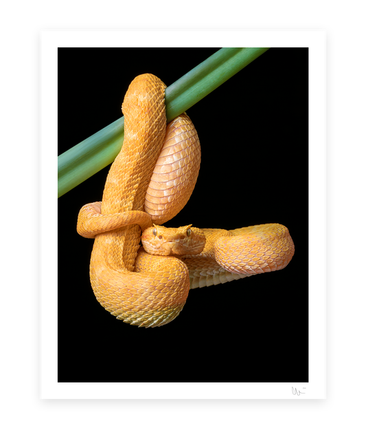 Eyelash pit viper