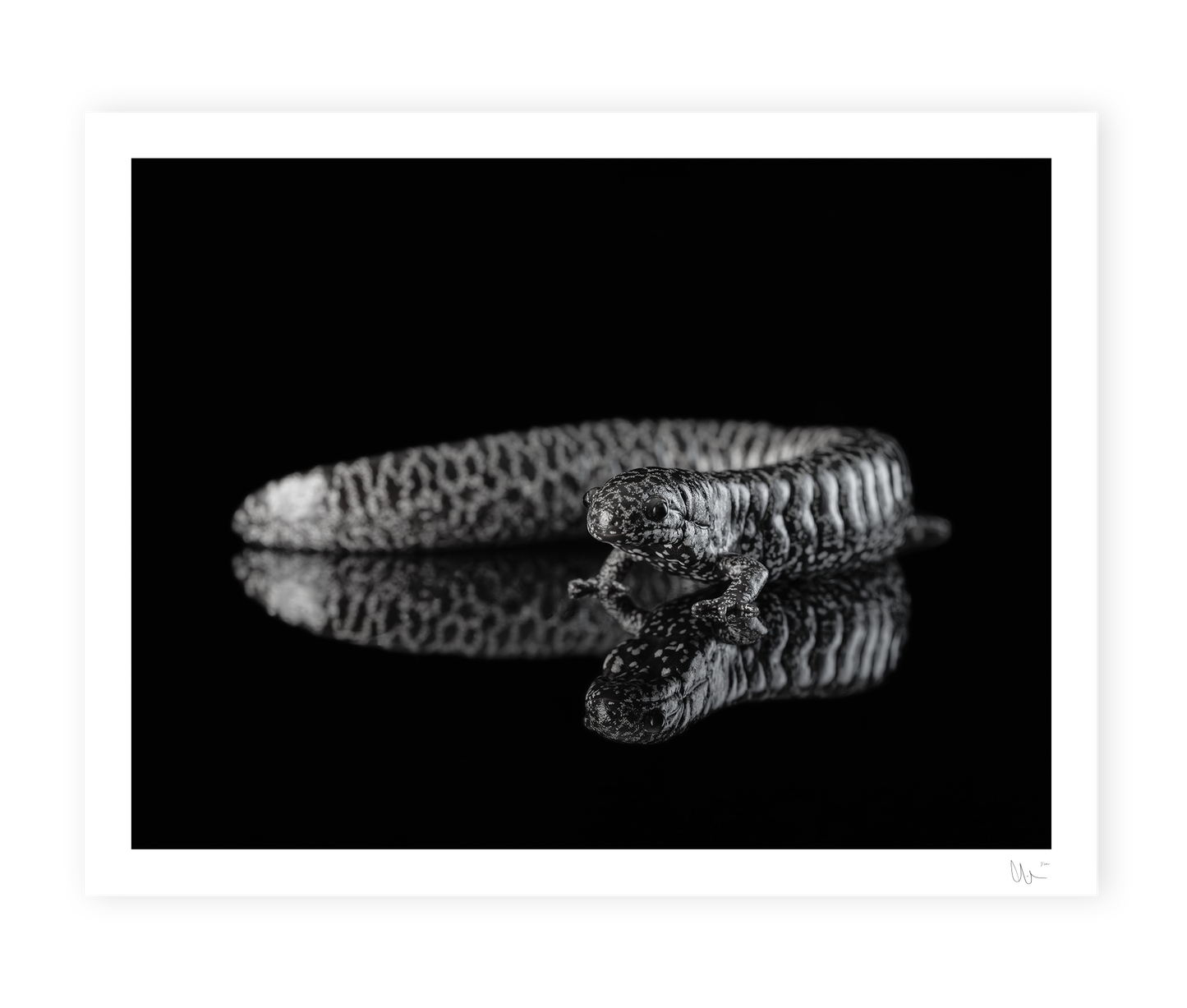 Frosted Flatwoods Salamander