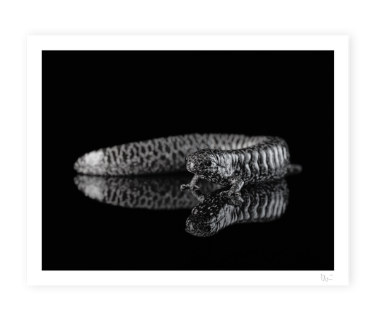 Frosted Flatwoods Salamander