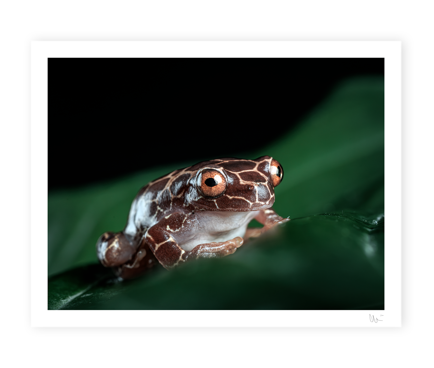 Giraffe Triangle Tree Frog