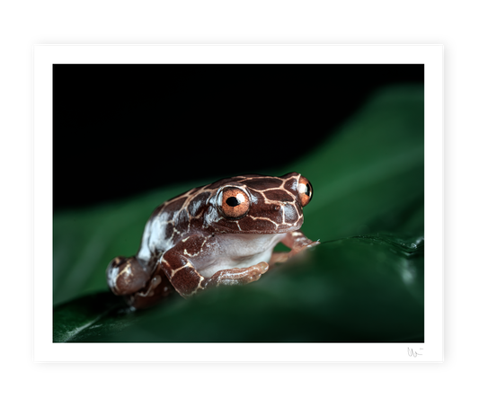 Giraffe Triangle Tree Frog