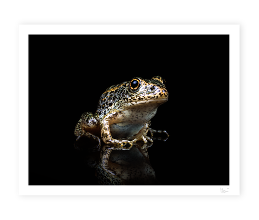 Gopher Frog