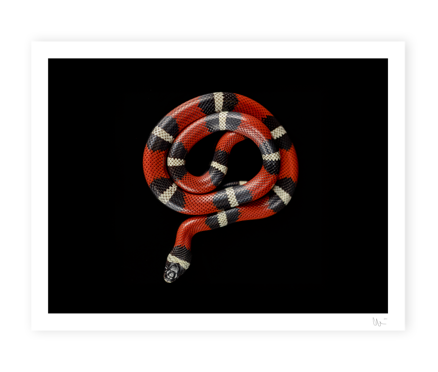 Milksnake