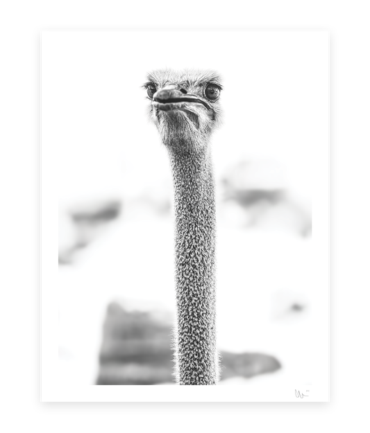 Ostrich