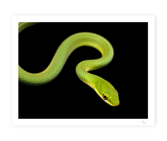Rough Green Snake