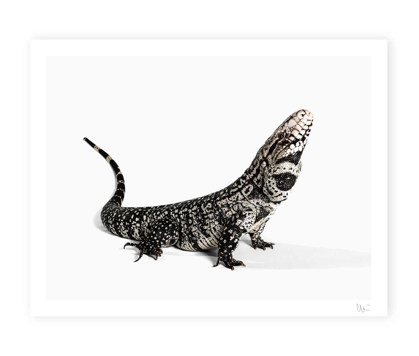 Argentine Giant Tegu