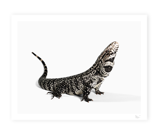 Argentine Giant Tegu