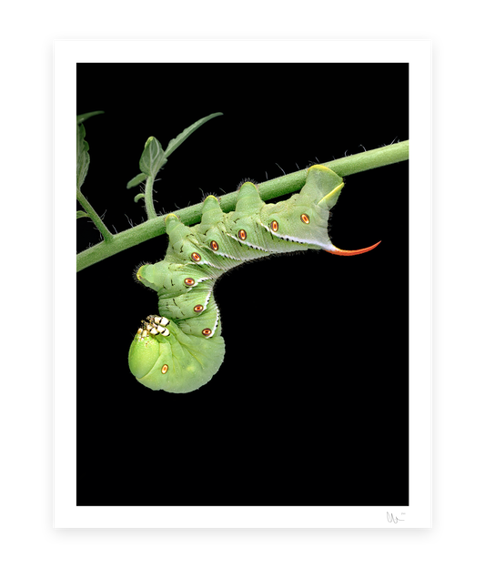 Tobacco Hornworm