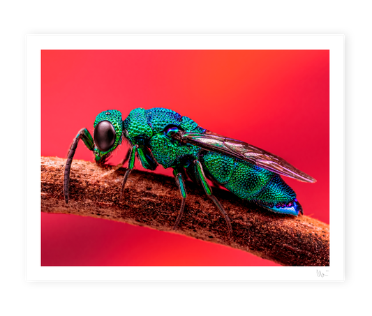 Cuckoo Wasp